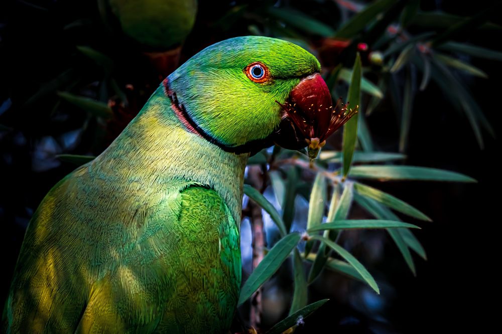 Photograph by Achintya Adhikari