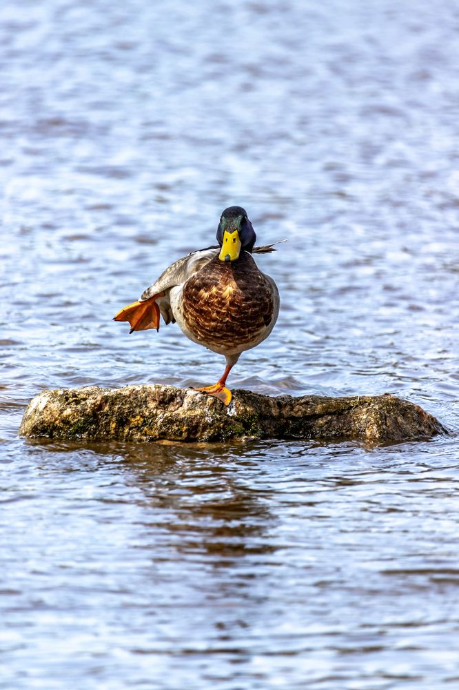 Утренняя гимнастика