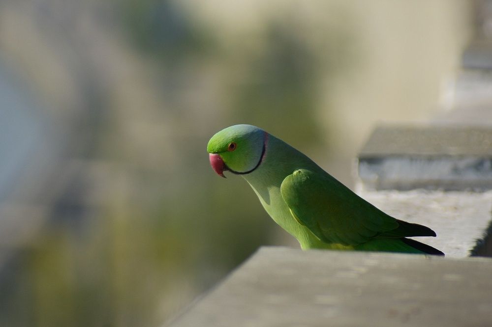 Фотография автора ABHISHEK SHAH