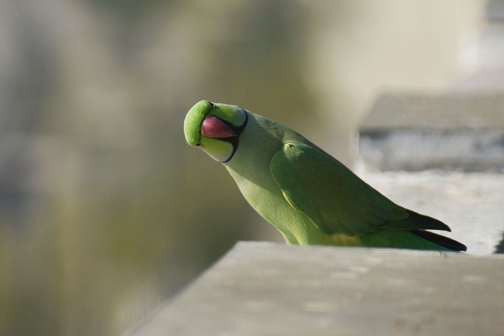 Фотография автора ABHISHEK SHAH