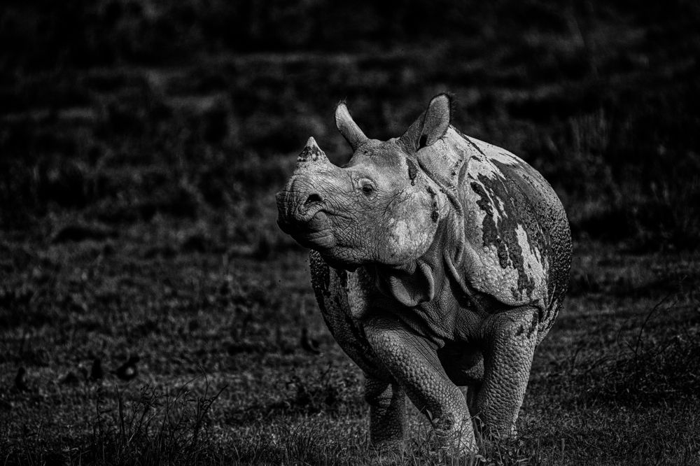 Фотография автора SANJAY BOSE