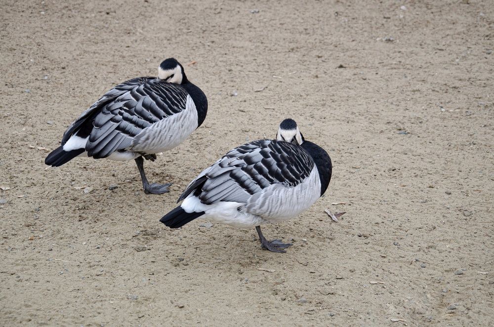 Photograph by Юлия Поликарпова