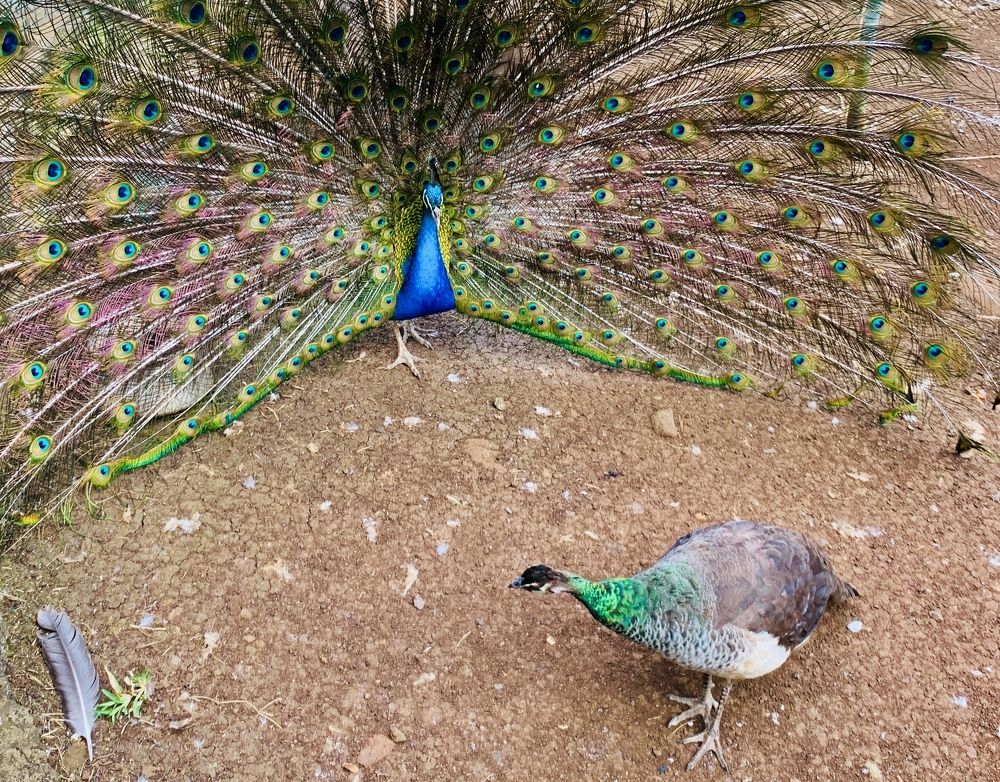 Photograph by Christine ECHEVET-ADAM de VILLIERS