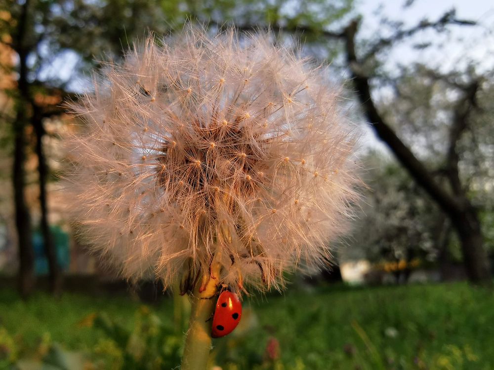 dandelion and ladybug