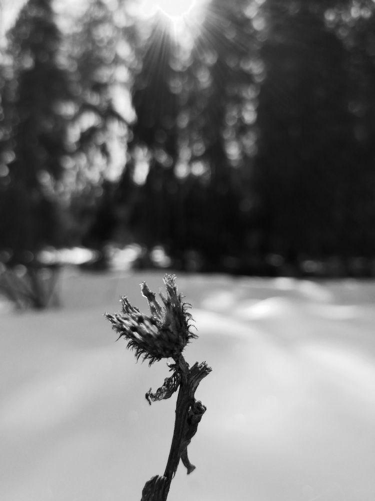 Photograph by Ольга Зимарина