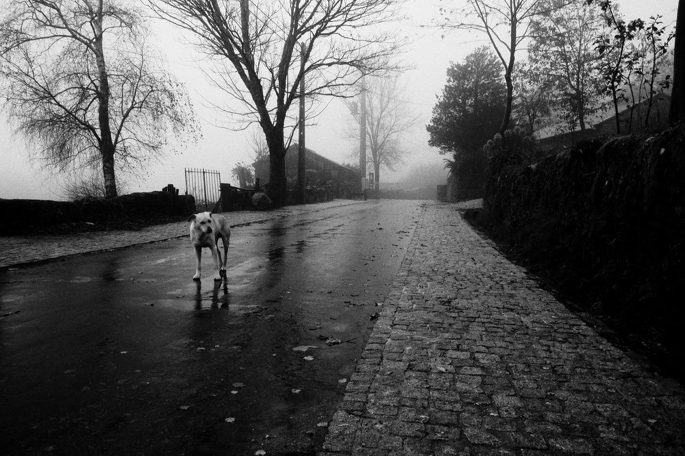 Photograph by José Carlos Silva