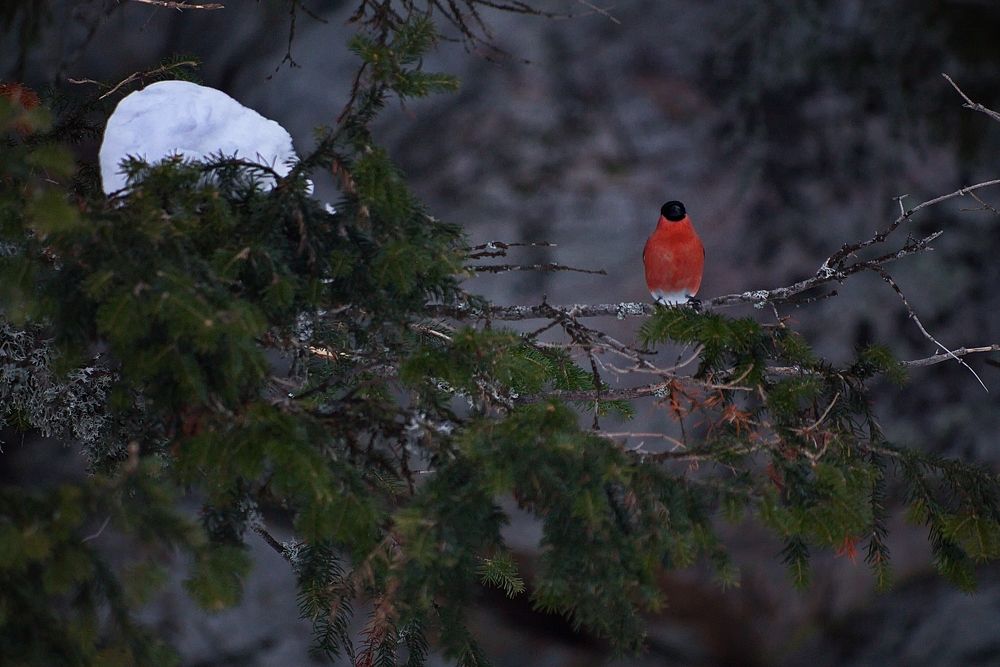 Photograph by ANTON KLYUSHIN
