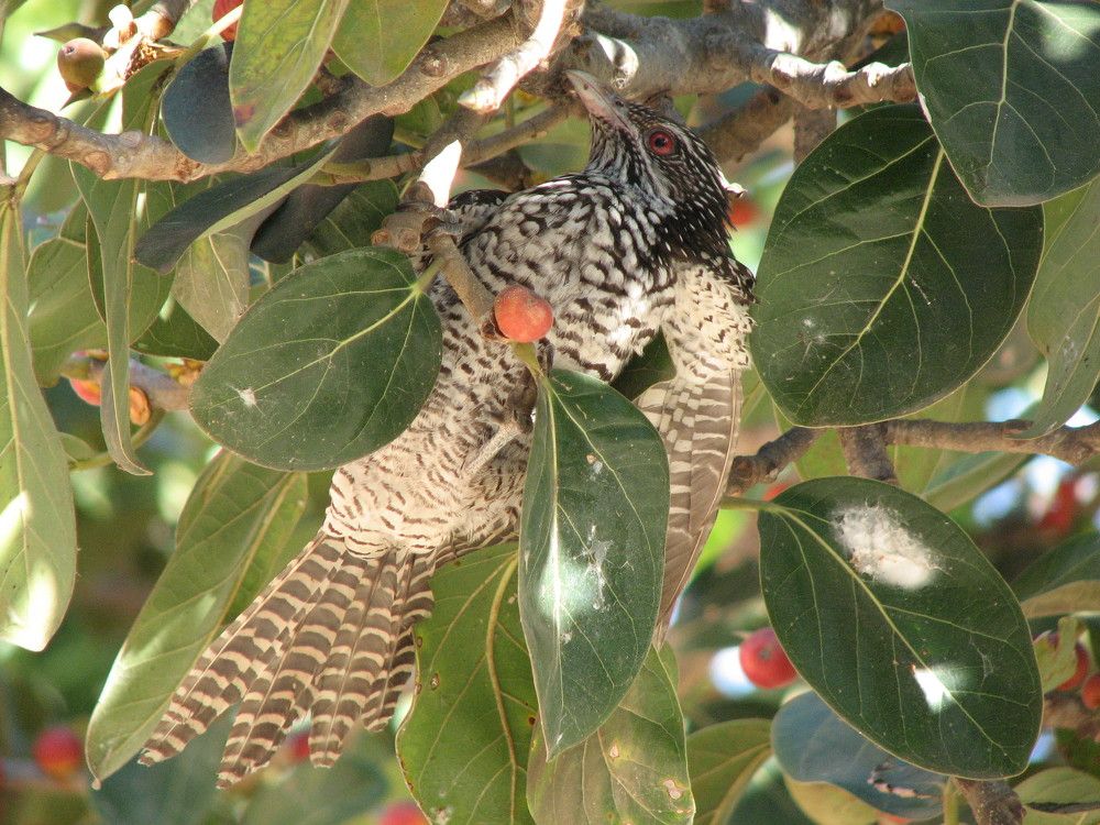 Photograph by SURAJIT SARKAR