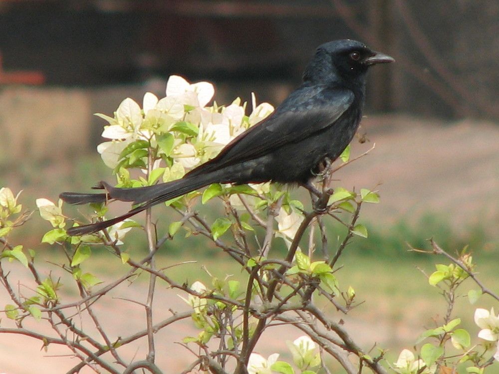 Photograph by SURAJIT SARKAR