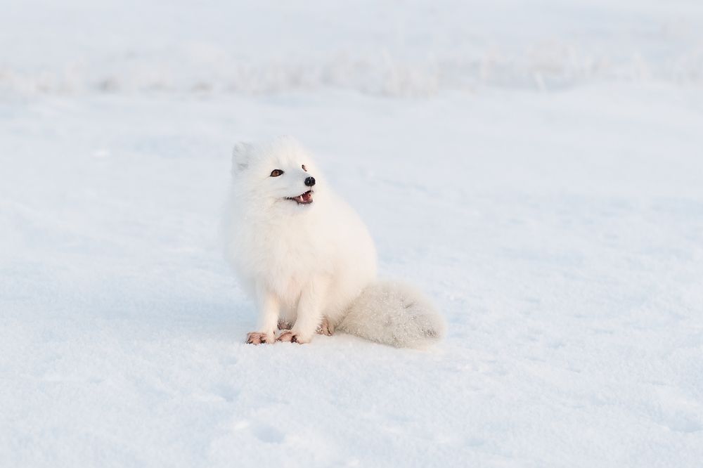 Photograph by Городничев Сергей