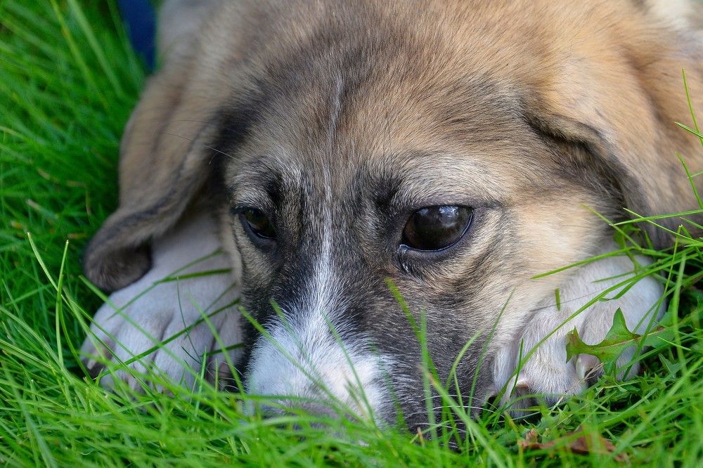 Photograph by БОРИС АНТОНОВ