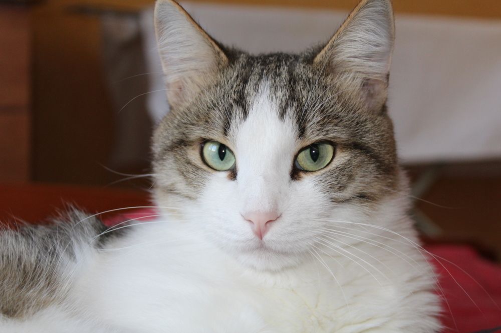 Алекс, самый добрый кот