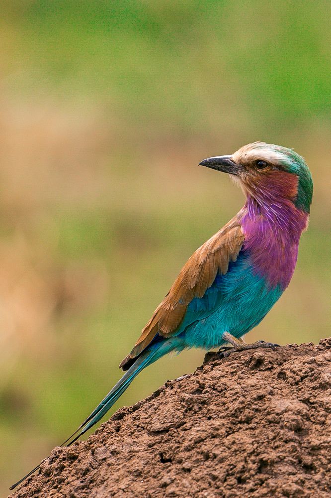 Photograph by Antony Trivet