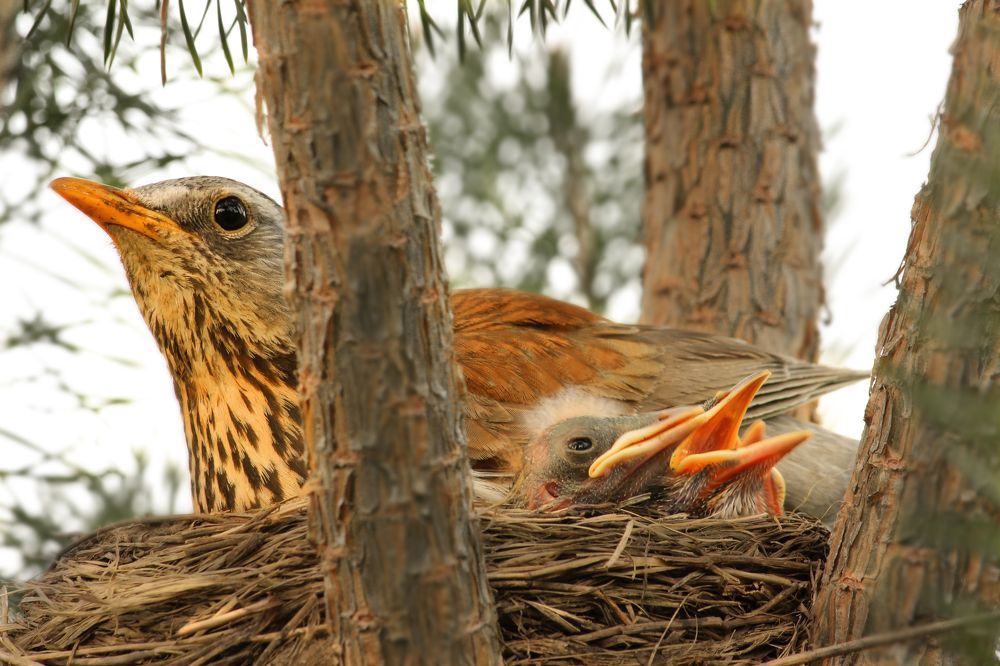 Photograph by федотов Алексей