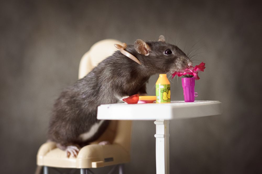 Photograph by Ольга Рачилова