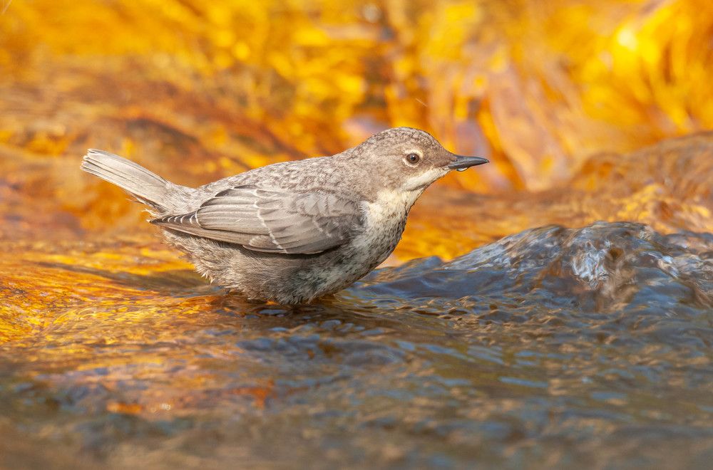 Dipper on the morning