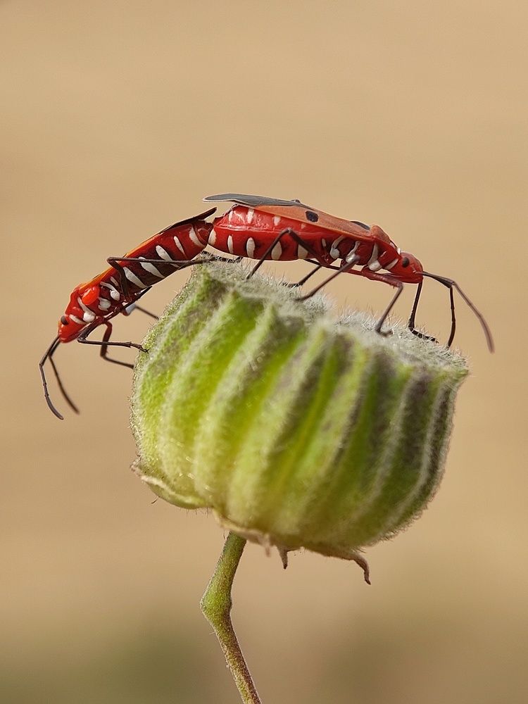 Photograph by Mañjil Jàna
