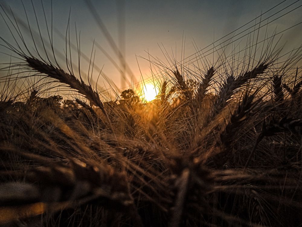 Mobile Photography