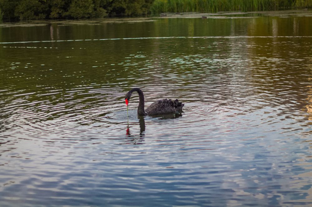 Photograph by Алексей Чеботарев