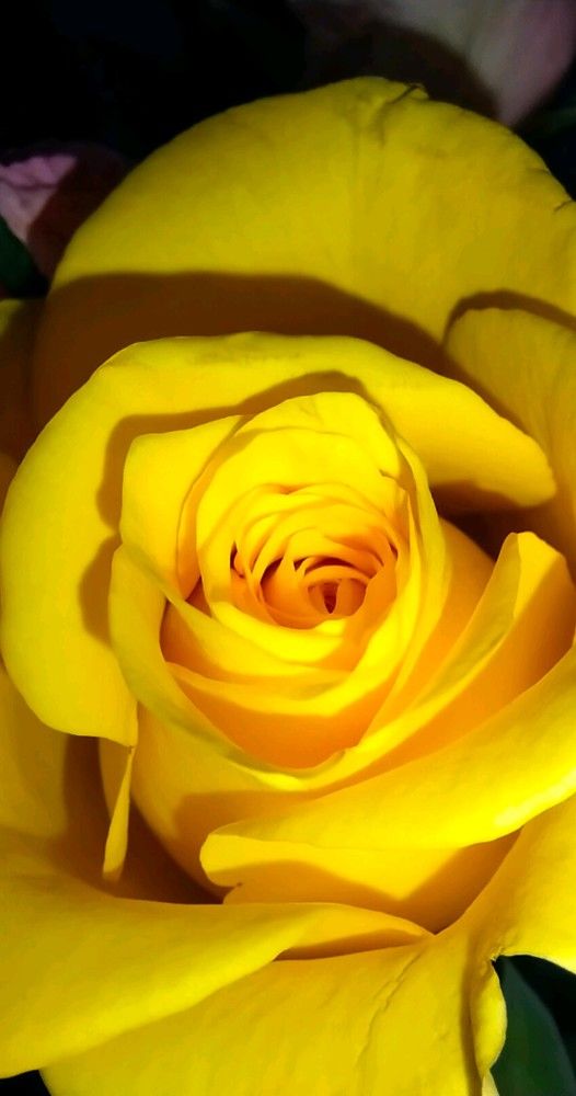 Любимый цвет