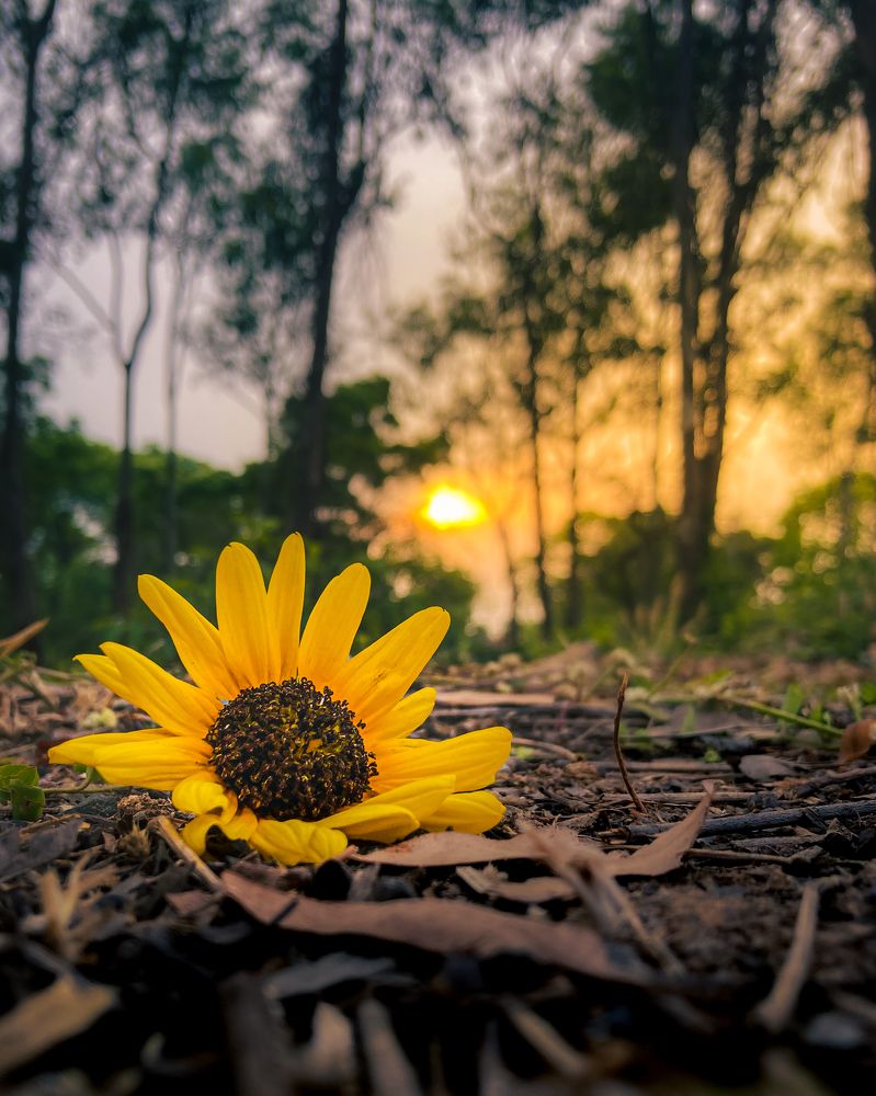 Photograph by Arita Halder