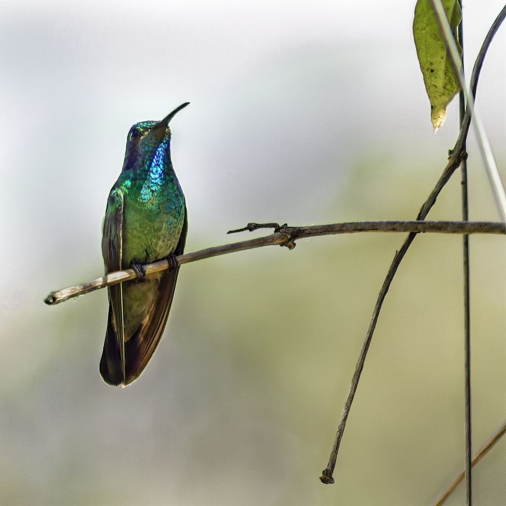 Photograph by Ricardo A. Restrepo L.