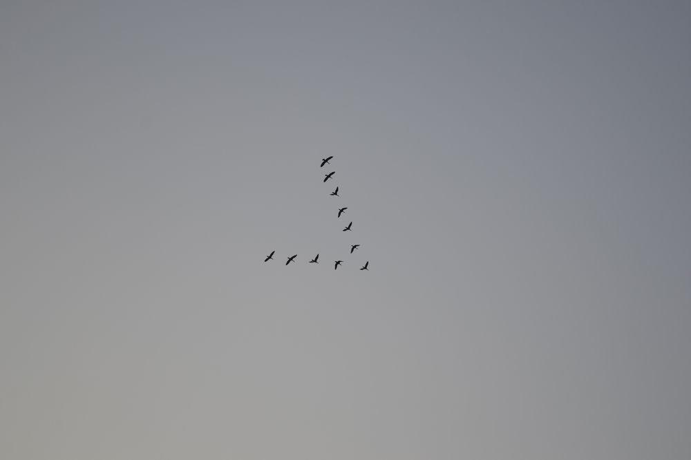 Фотография автора DEBASISH NAG