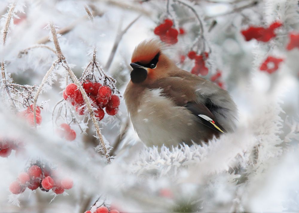 Photograph by Николай Протасеня