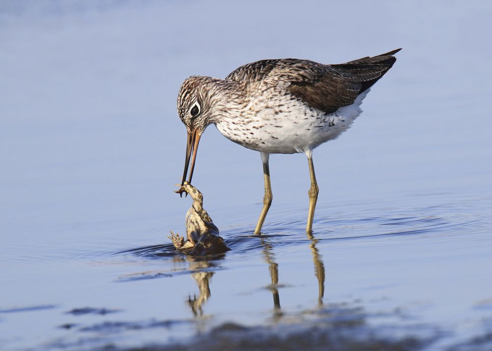 Большой улов большого улита.