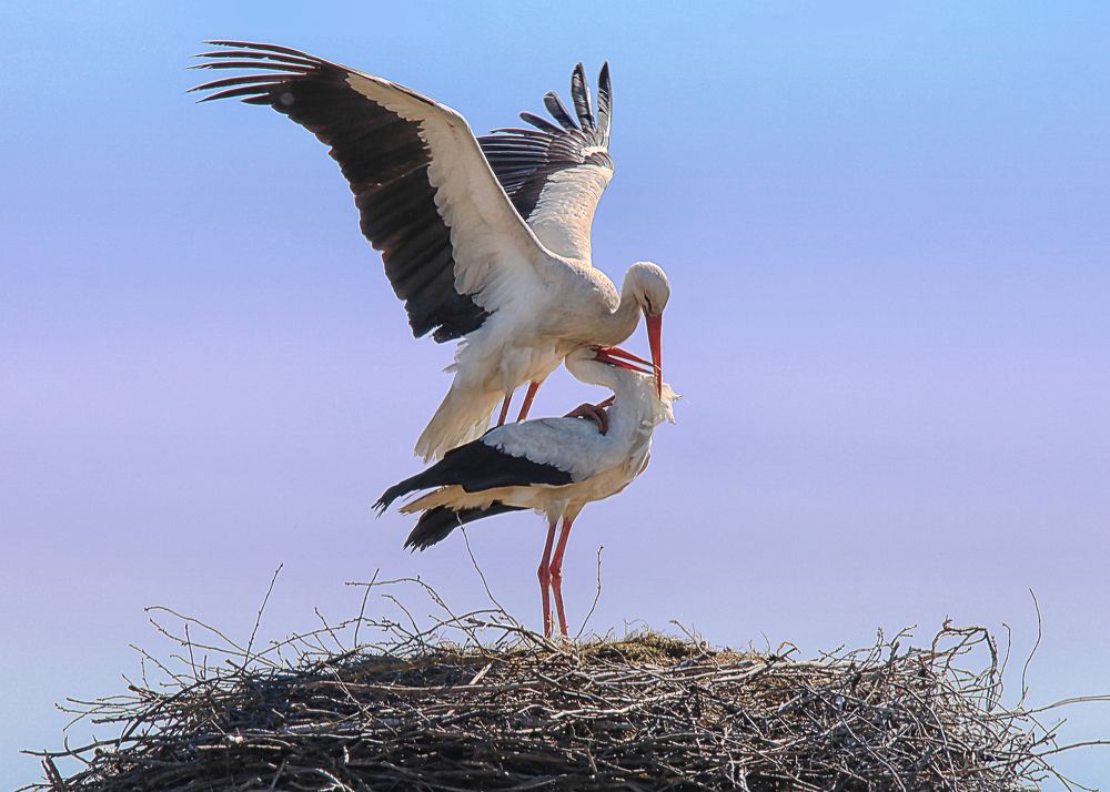 Photograph by Николай Протасеня
