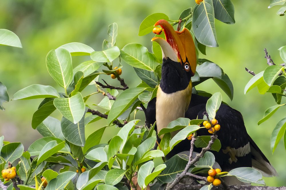Indian Great Hornbill