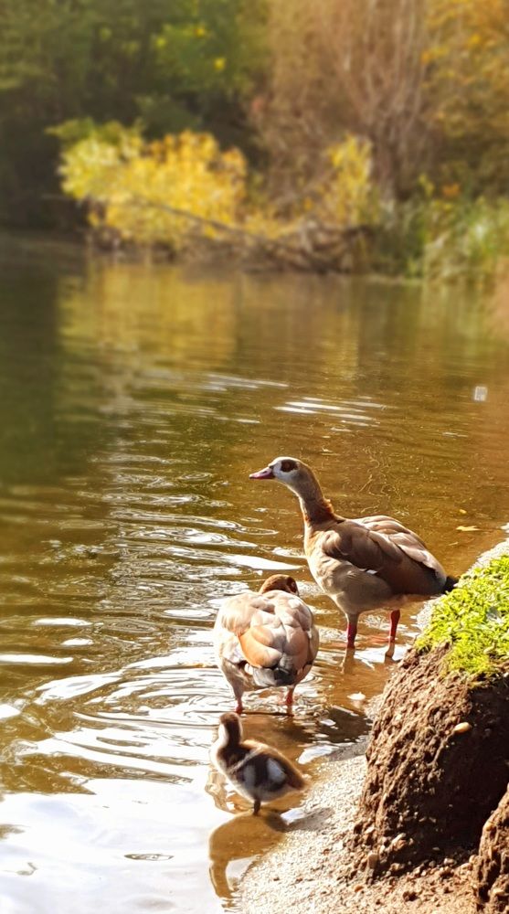 Фотография автора Angun Angusha