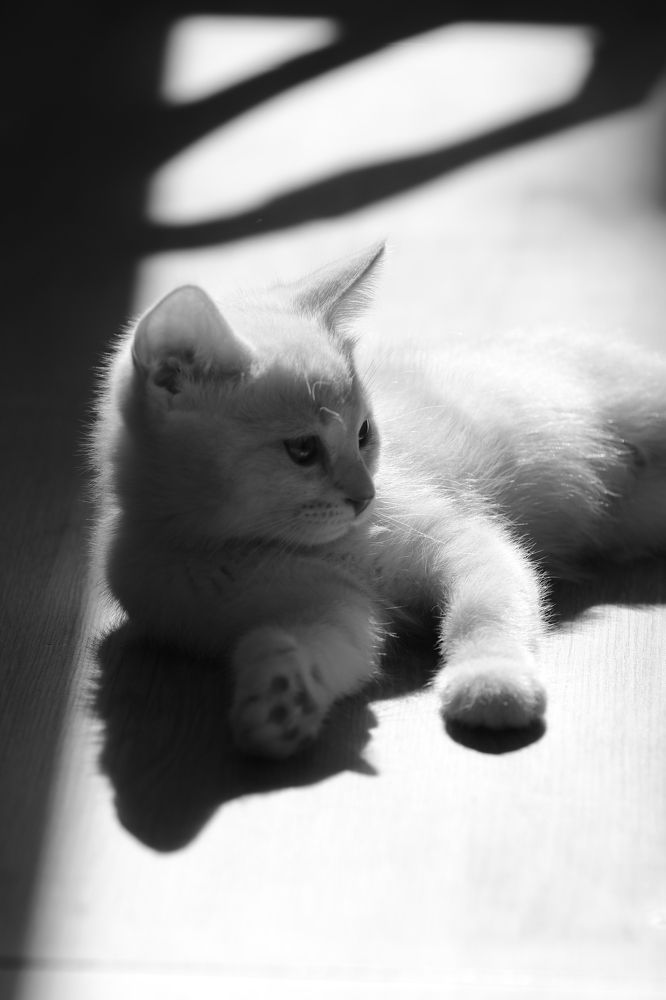 Фотография автора Татьяна Свистулина