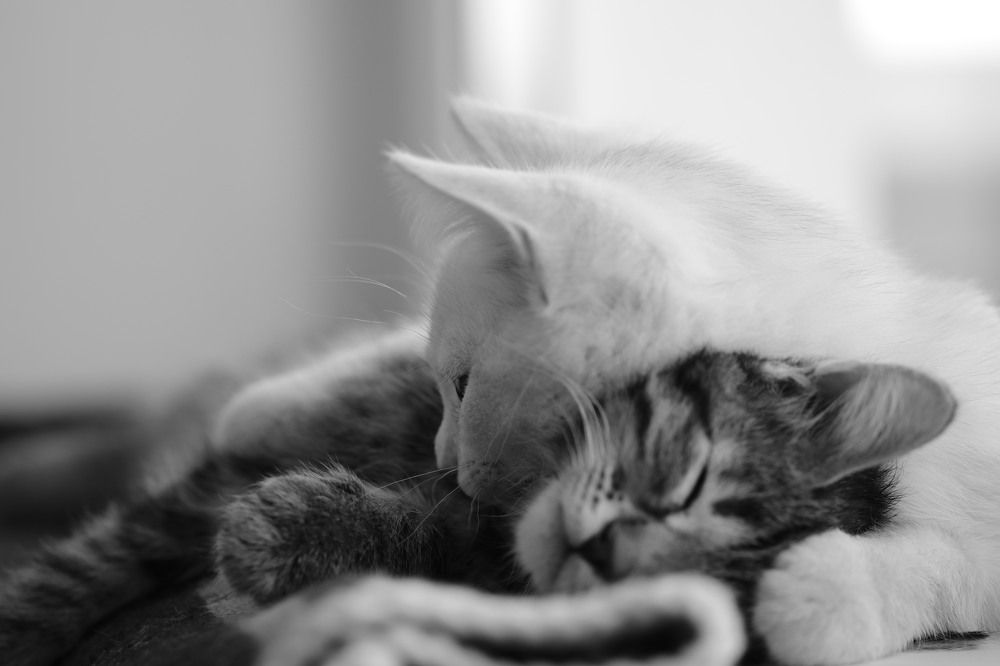 Фотография автора Татьяна Свистулина