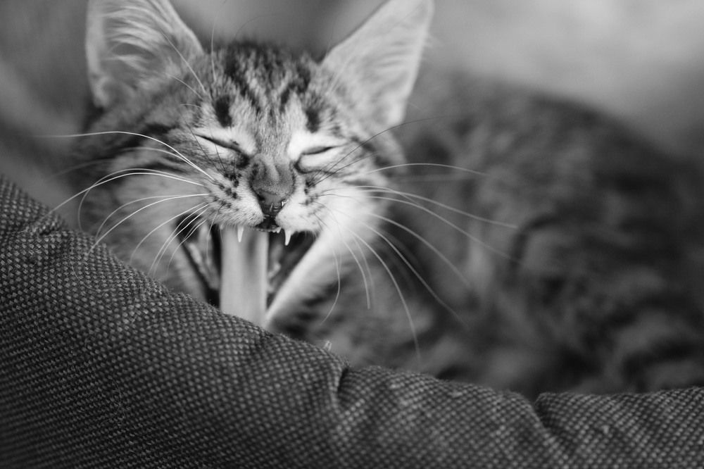 Фотография автора Татьяна Свистулина