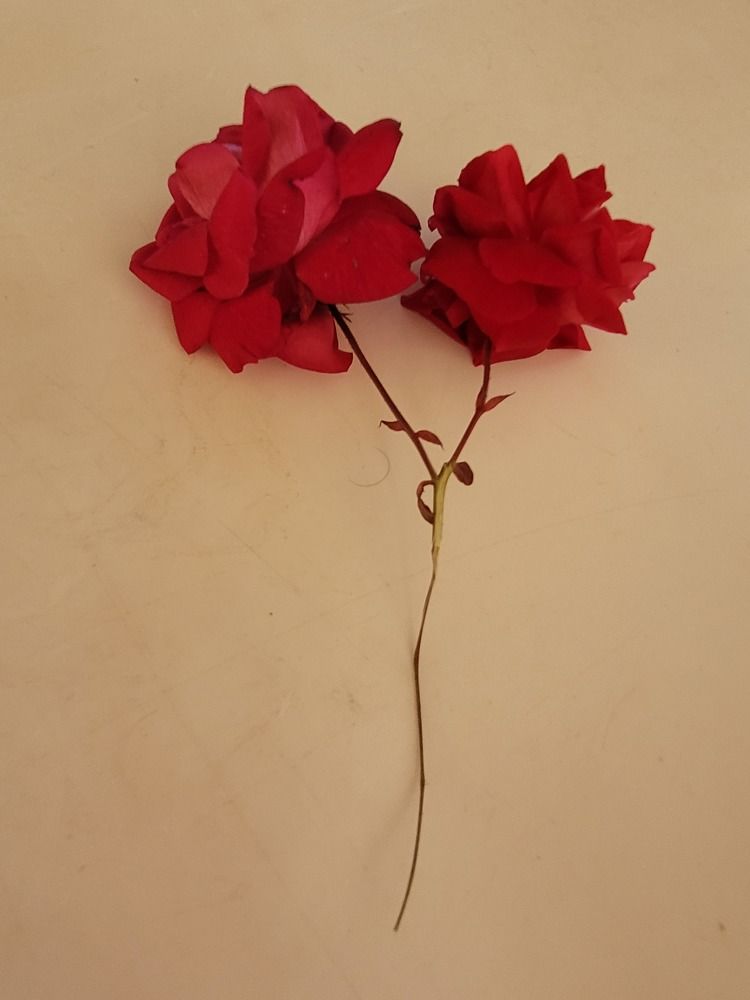 Photograph by Rahele Almassi