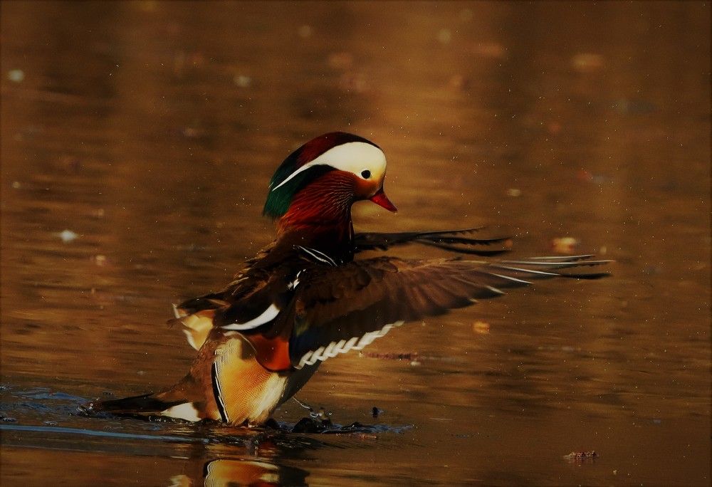 Photograph by Anja kroes