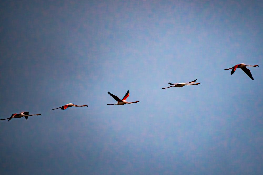 Photograph by Alejandro Suwezda