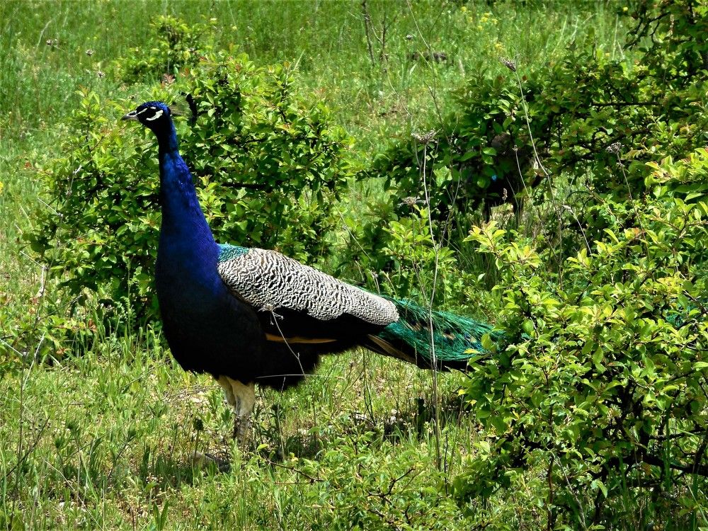 Photograph by Ева К.