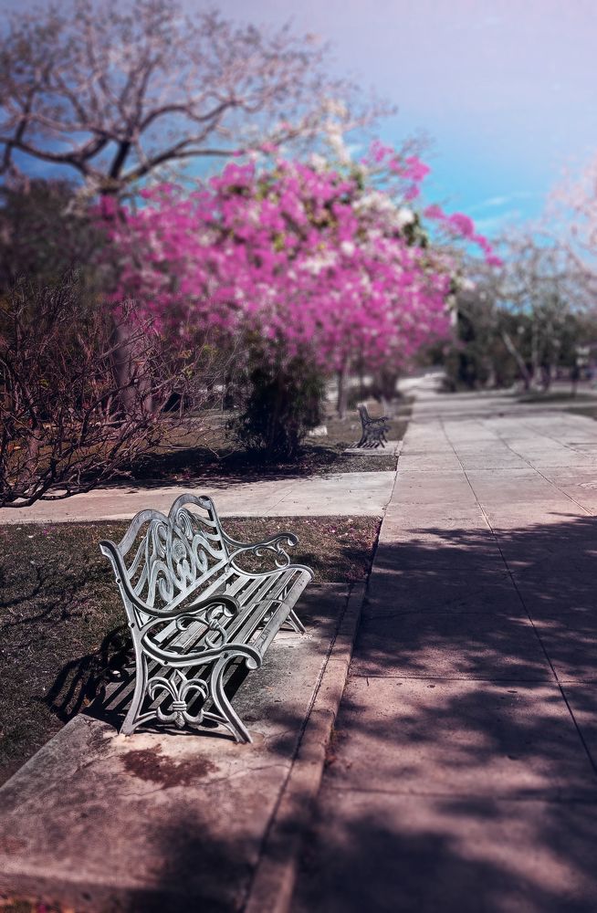 Фотография автора Tomas Manuel Fonte Hernandez