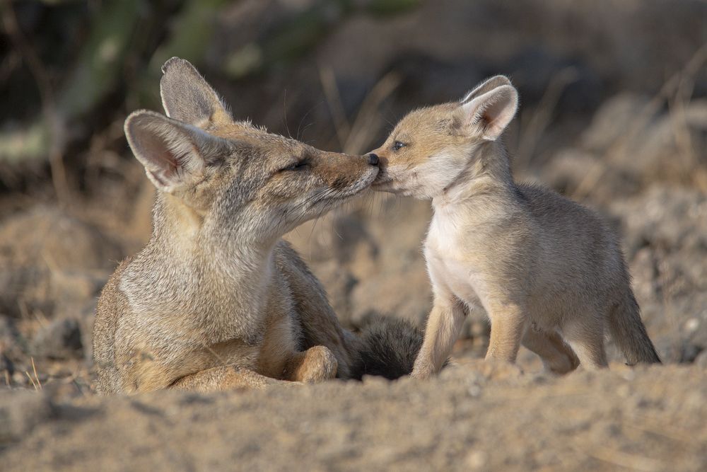 noice to noice touch