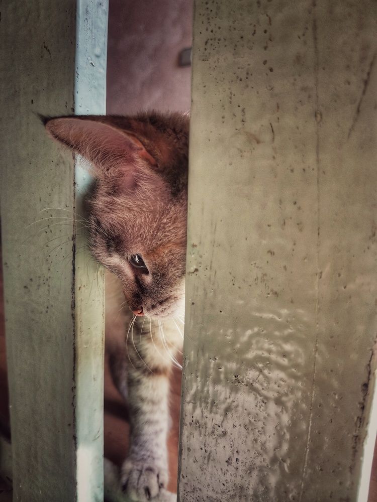 Любопытный кот