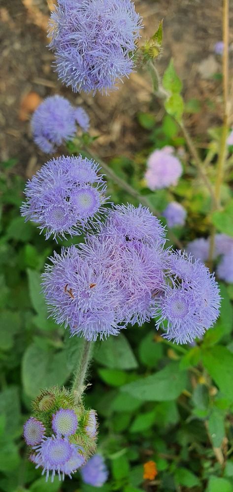 Photograph by Krishna Kunwar