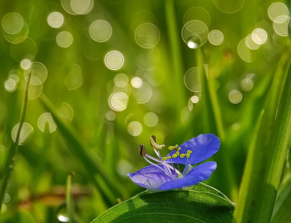 Фотография автора ISLAM SK RIYAJUL