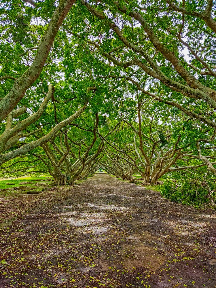 Photograph by Nilesh Domah