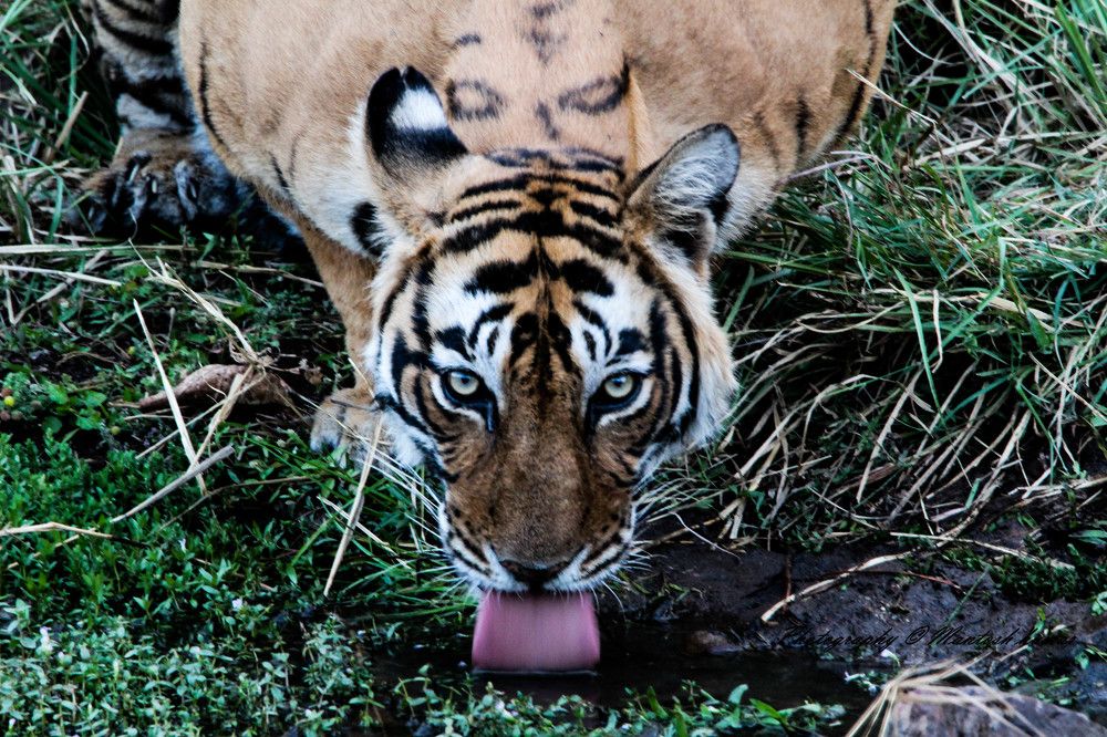 Photograph by mantosh kumar