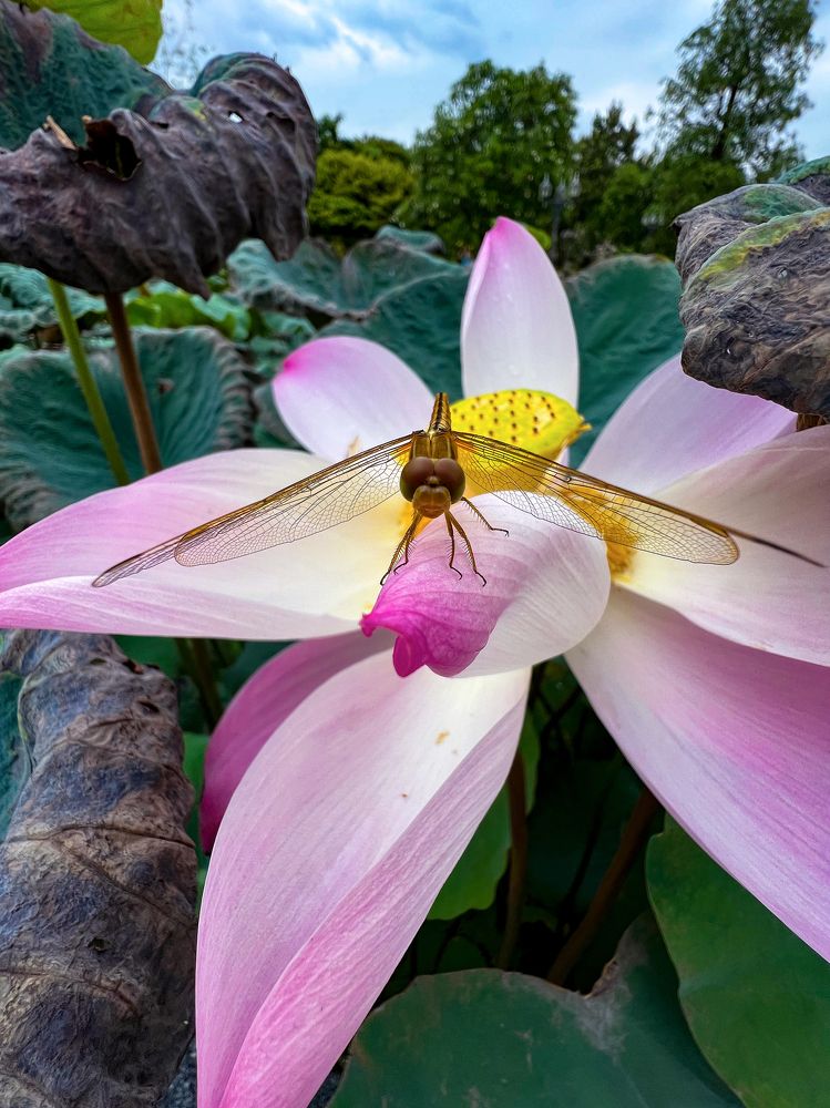 Photograph by Вероника Стома