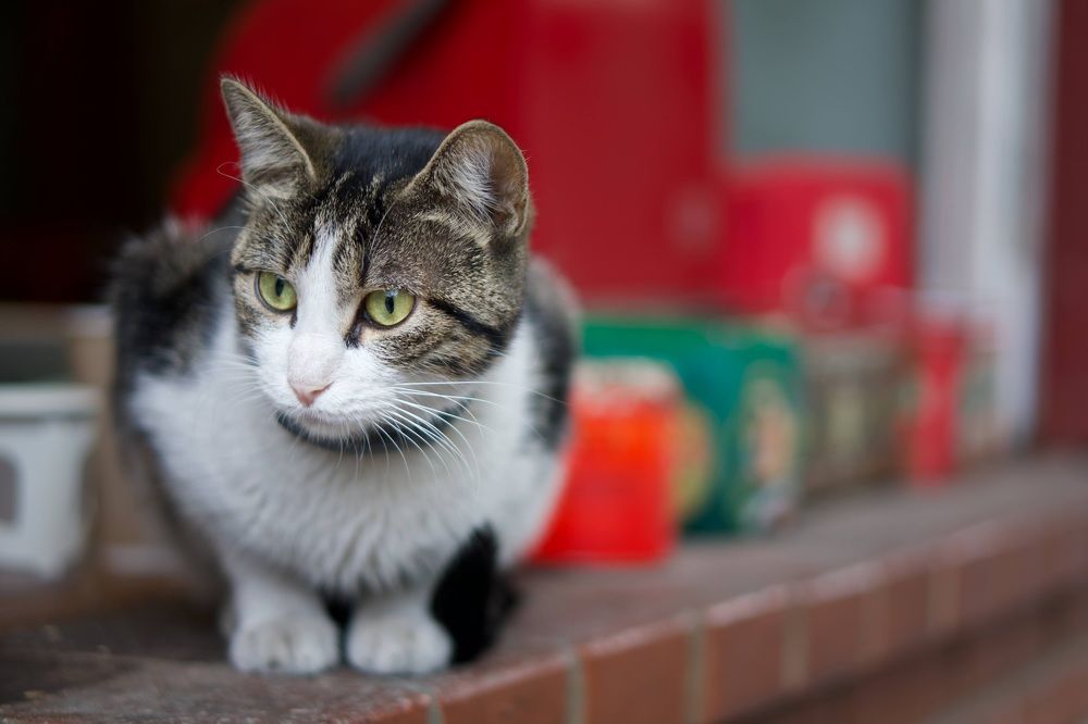 Photograph by Александр Кудрявцев