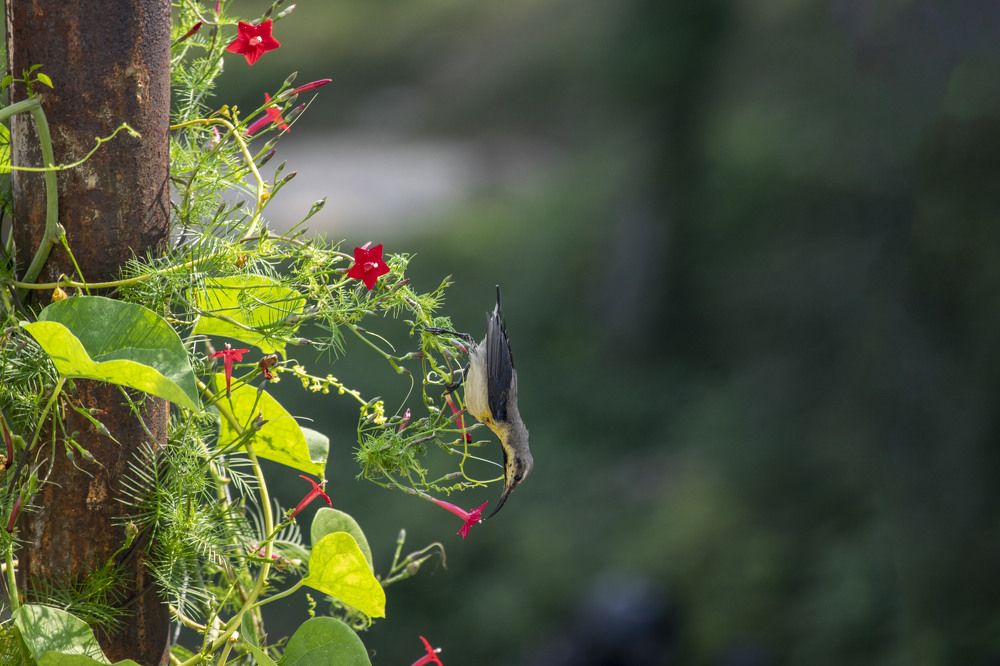 Photograph by shashiranjan prakash
