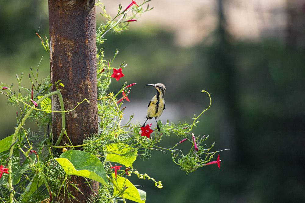 Photograph by shashiranjan prakash